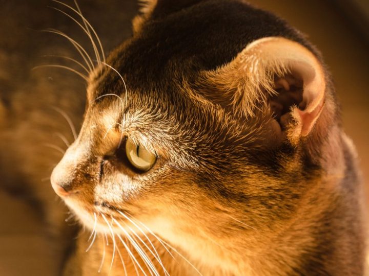 Abyssinian