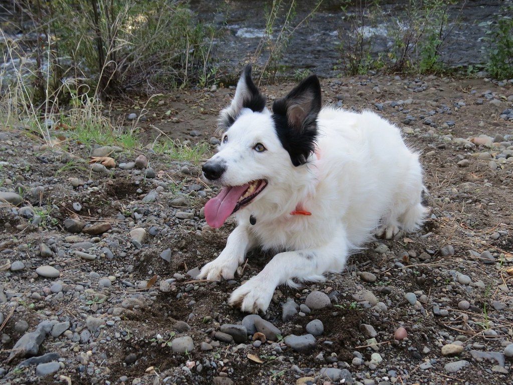 Adopting a rescue dog: the first three months