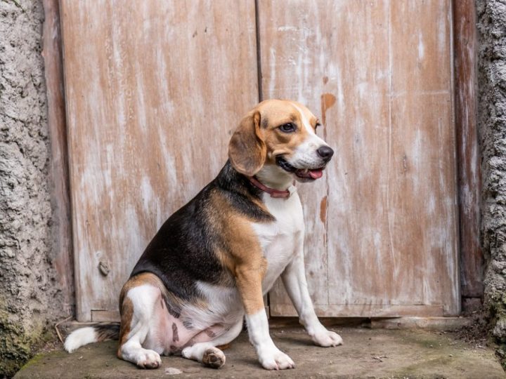 Beagle