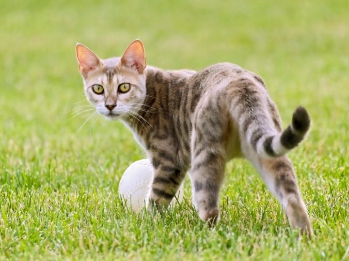 Bengal