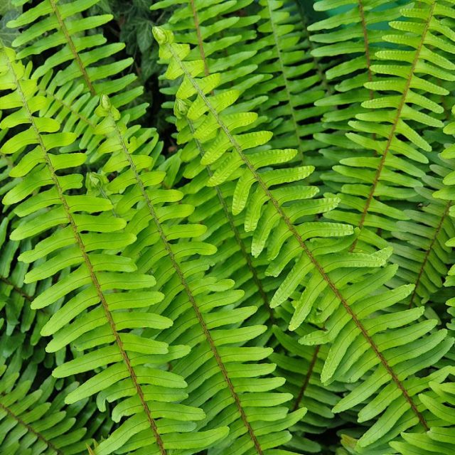 Boston fern