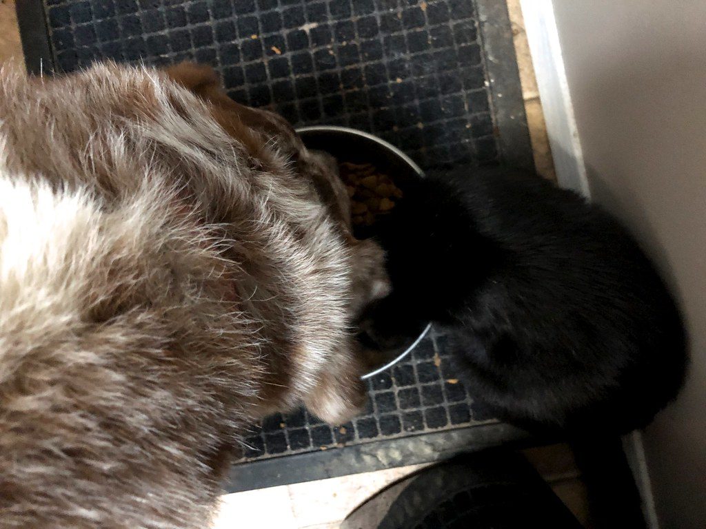 How much should I feed my dog? A calorie guide that makes sense