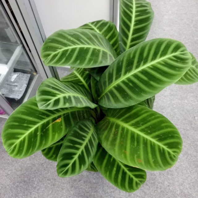 Calathea