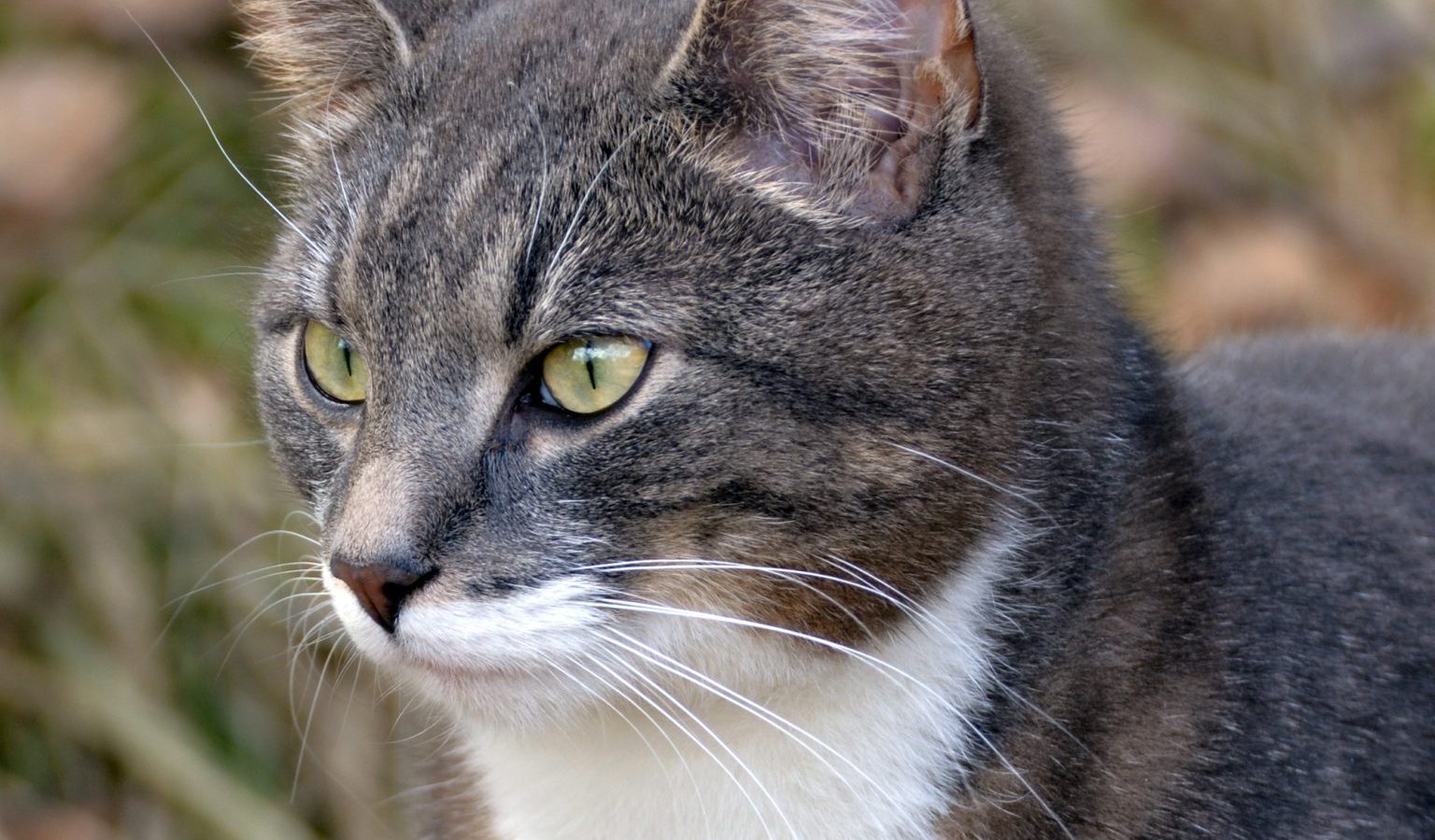 Cat body language: how to read your cat