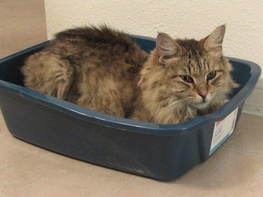 Why is my cat peeing outside the litter box?