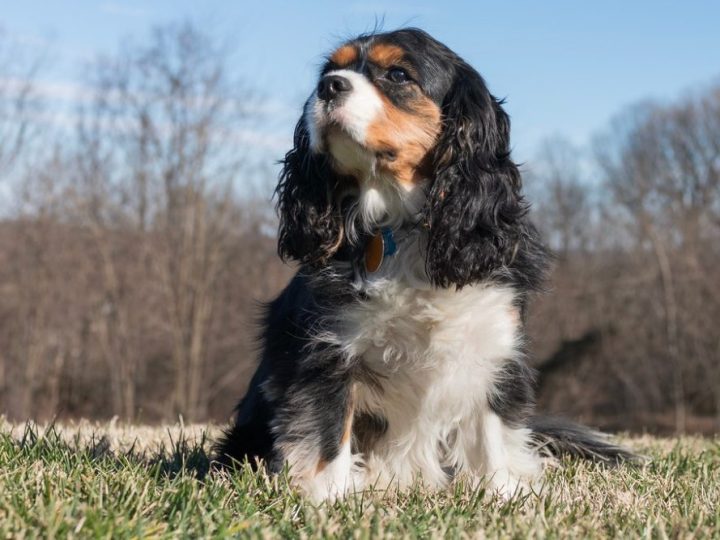 Cavalier King Charles Spaniel