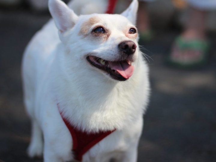 Chihuahua