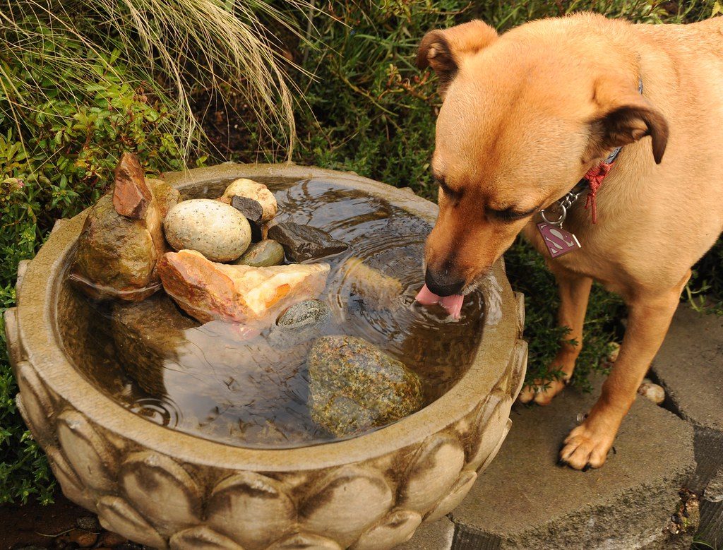How to choose a dog food: reading the label