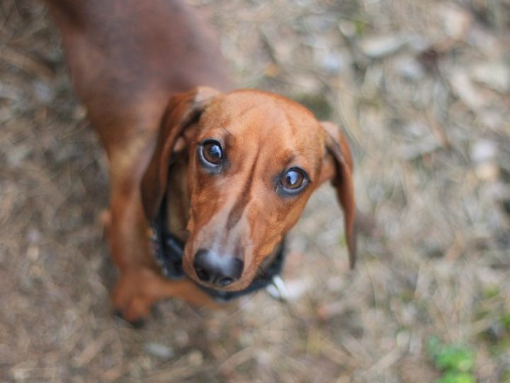 Dachshund