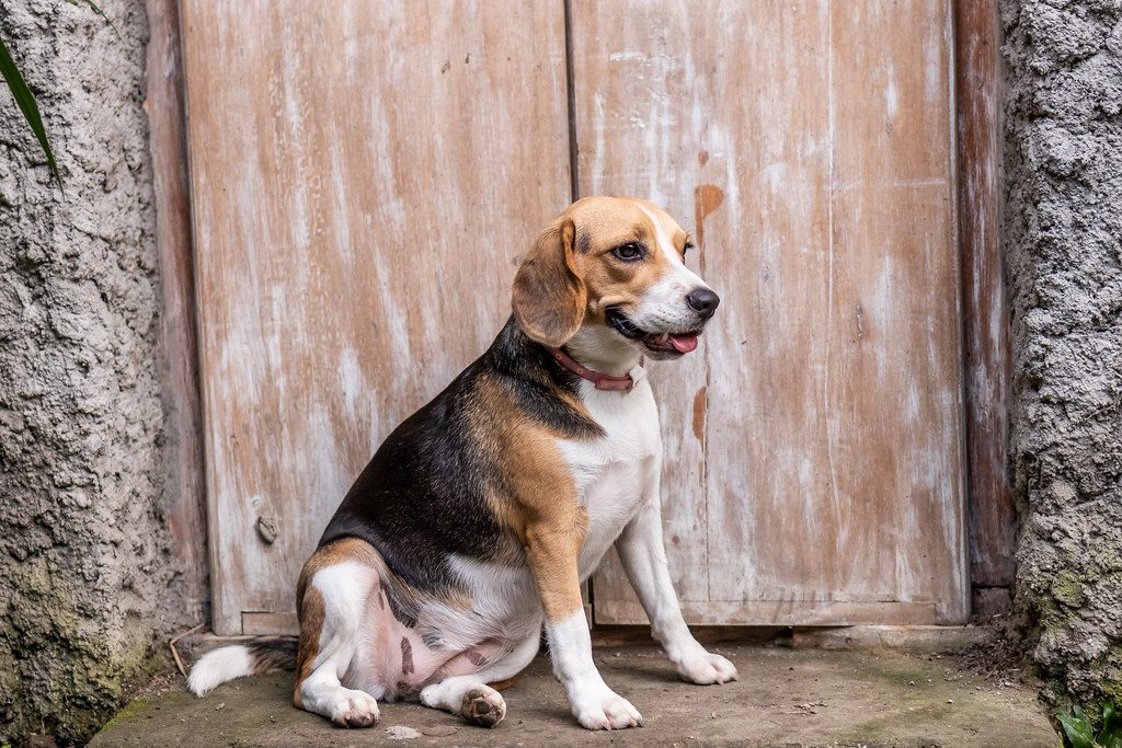 Dog body language: what your dog is telling you