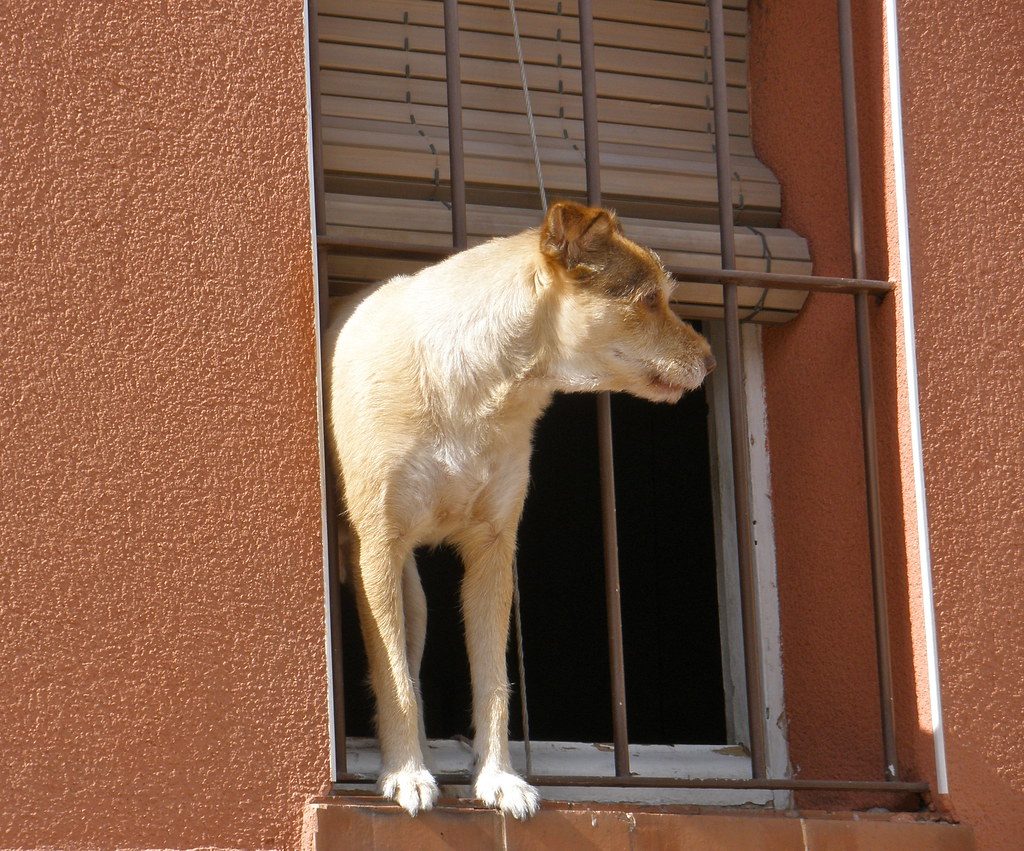 Separation anxiety in dogs: signs, causes and a training plan