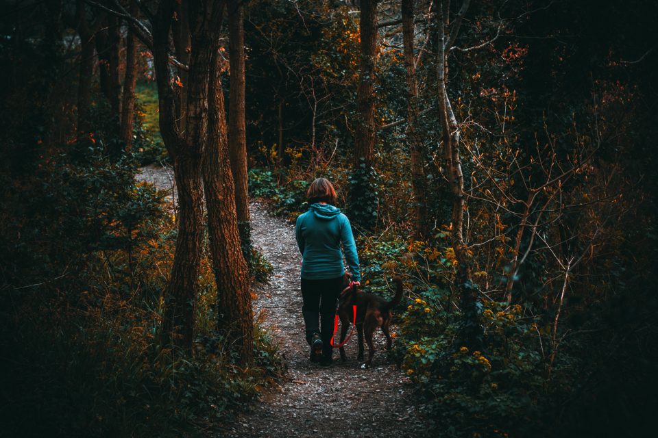 Is my dog overweight? And how to help them lose it