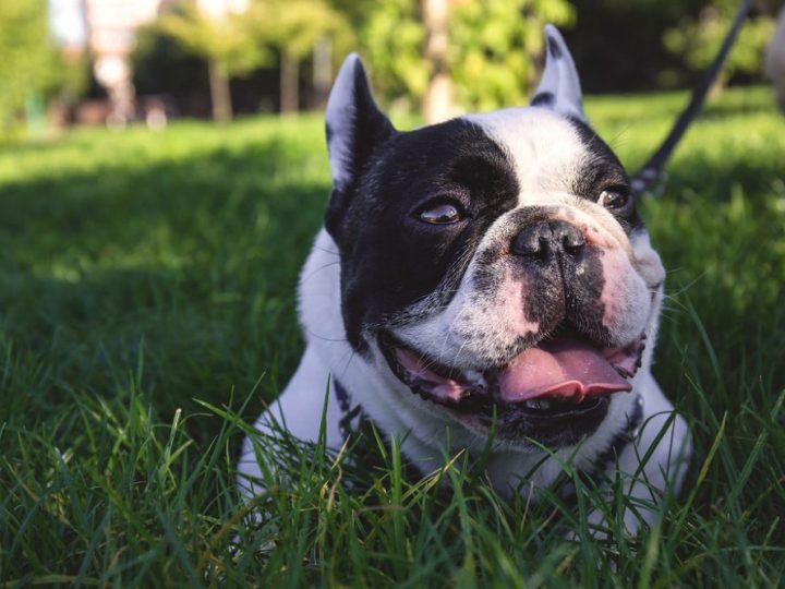 French Bulldog