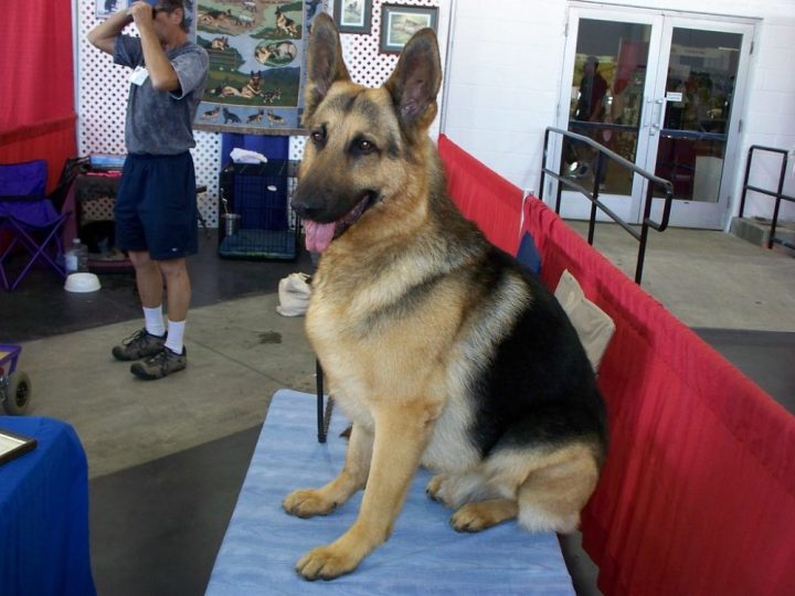German Shepherd