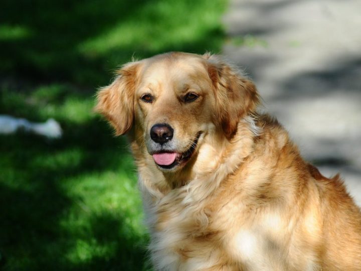 Golden Retriever
