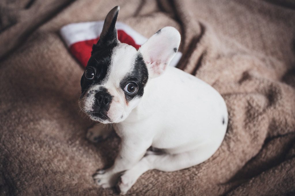 The Christmas and Thanksgiving pet safety guide