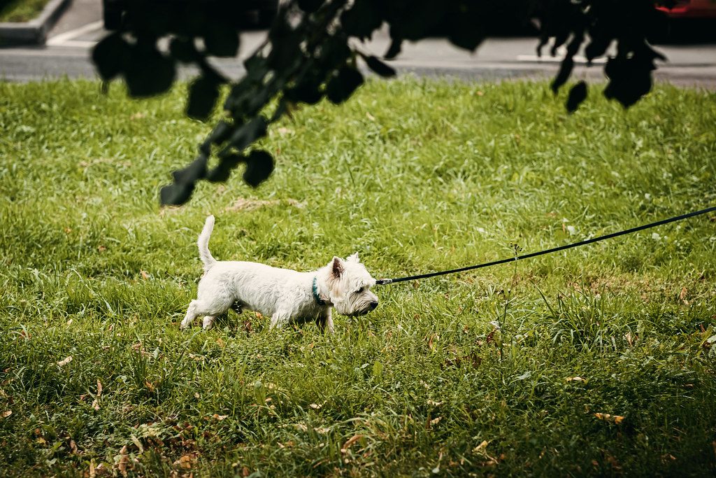 How to house-train a puppy