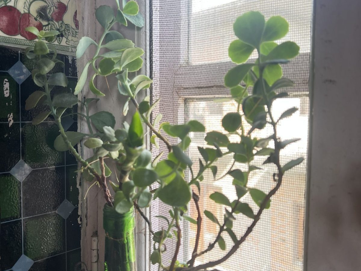 12 pet-safe houseplants that are actually easy to keep