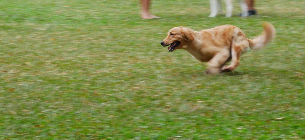 How much exercise does your dog need?