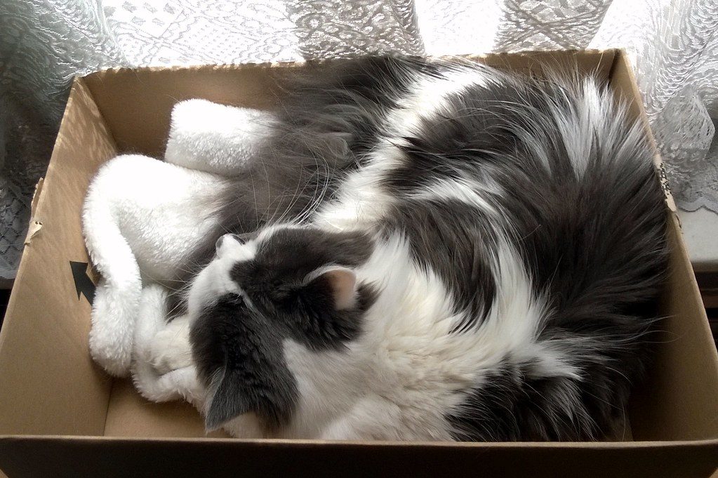 Keeping an indoor cat happy: an enrichment guide