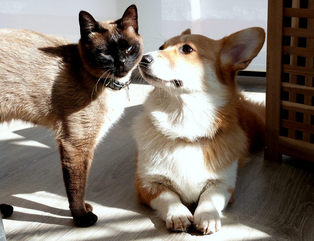 Introducing a dog and a cat