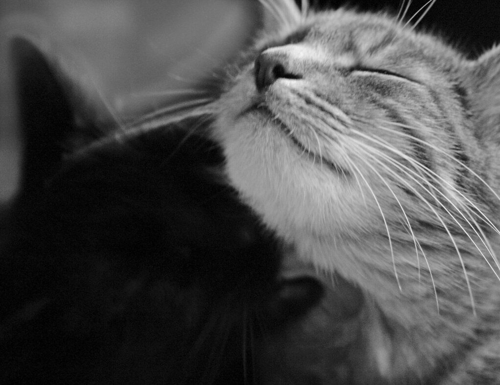 How to introduce a new cat to your cat