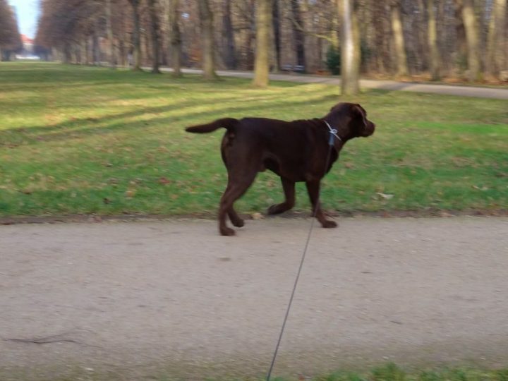 Labrador Retriever