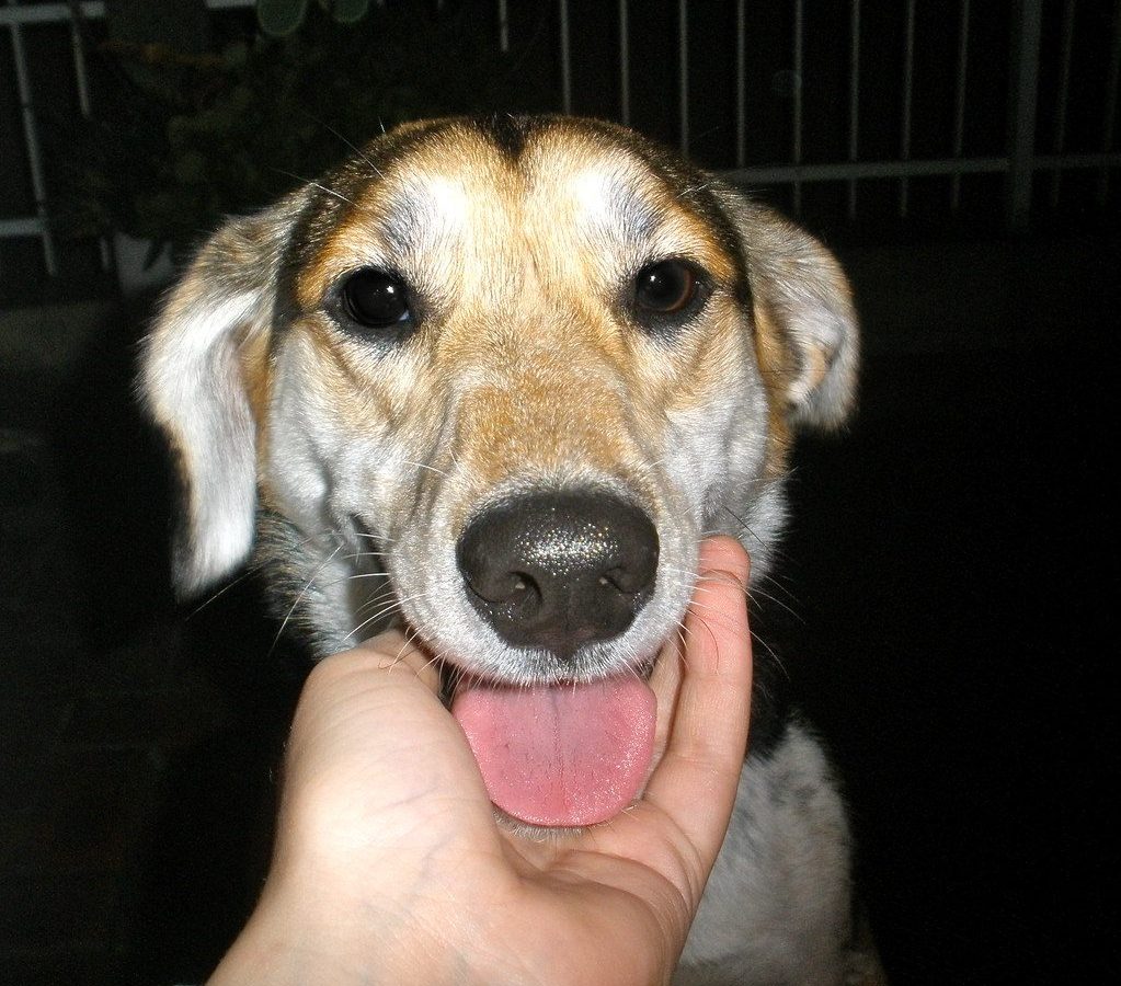 Microchipping your pet: how it works and why it matters