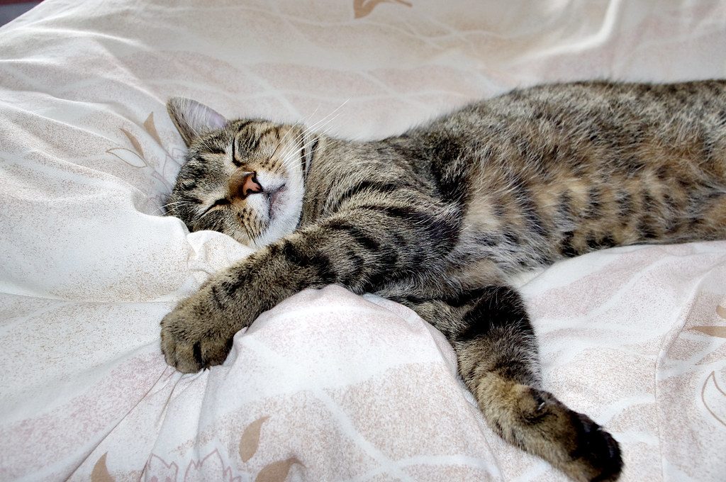 Neutering your dog or cat: the pros, the cons and the timing