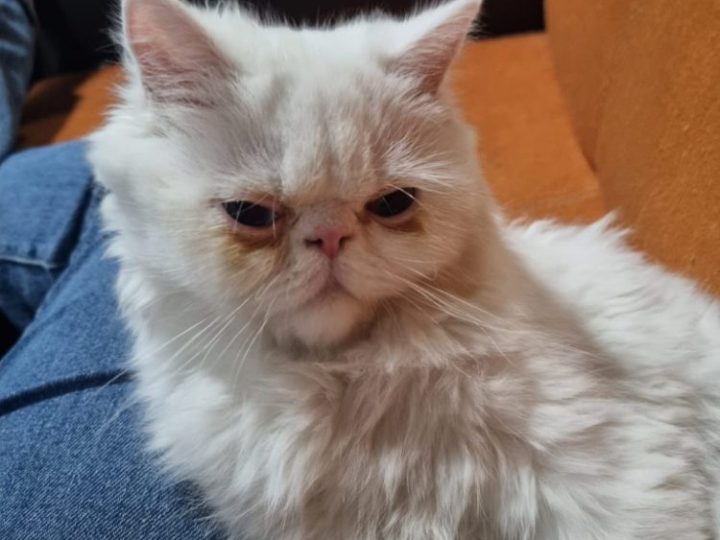 Persian