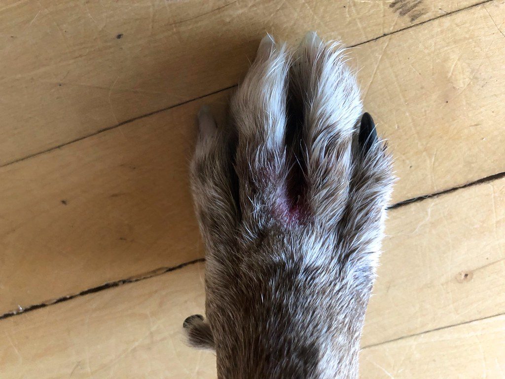 What to put in a pet first aid kit