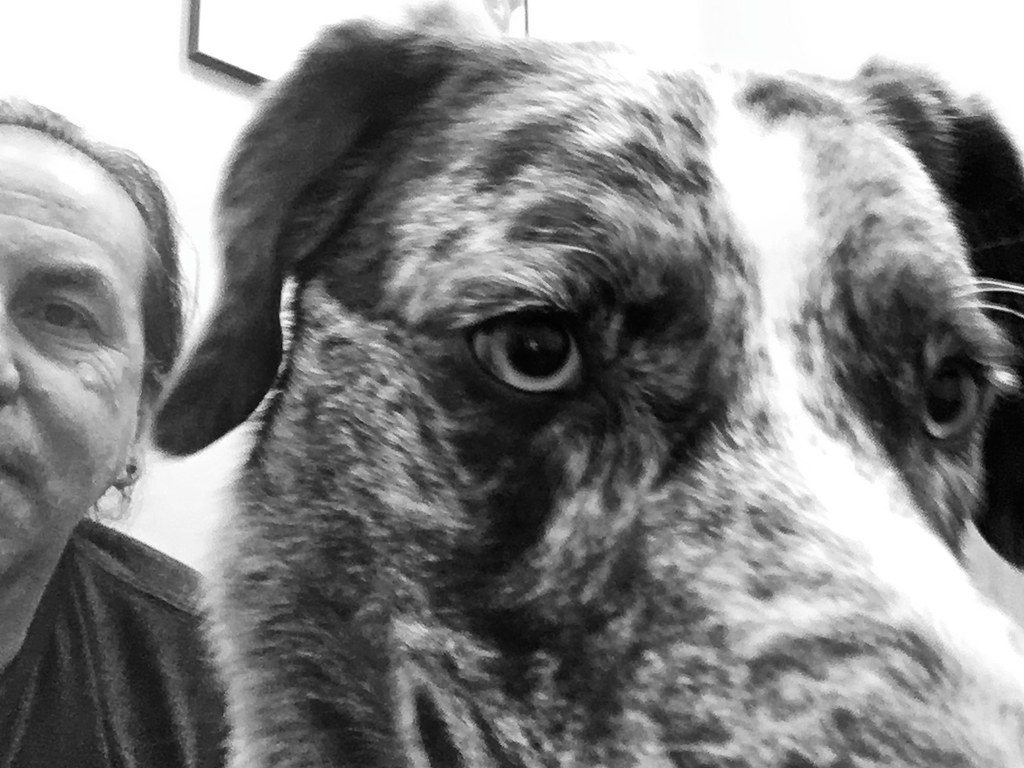 Pet insurance explained: what to look for before you buy