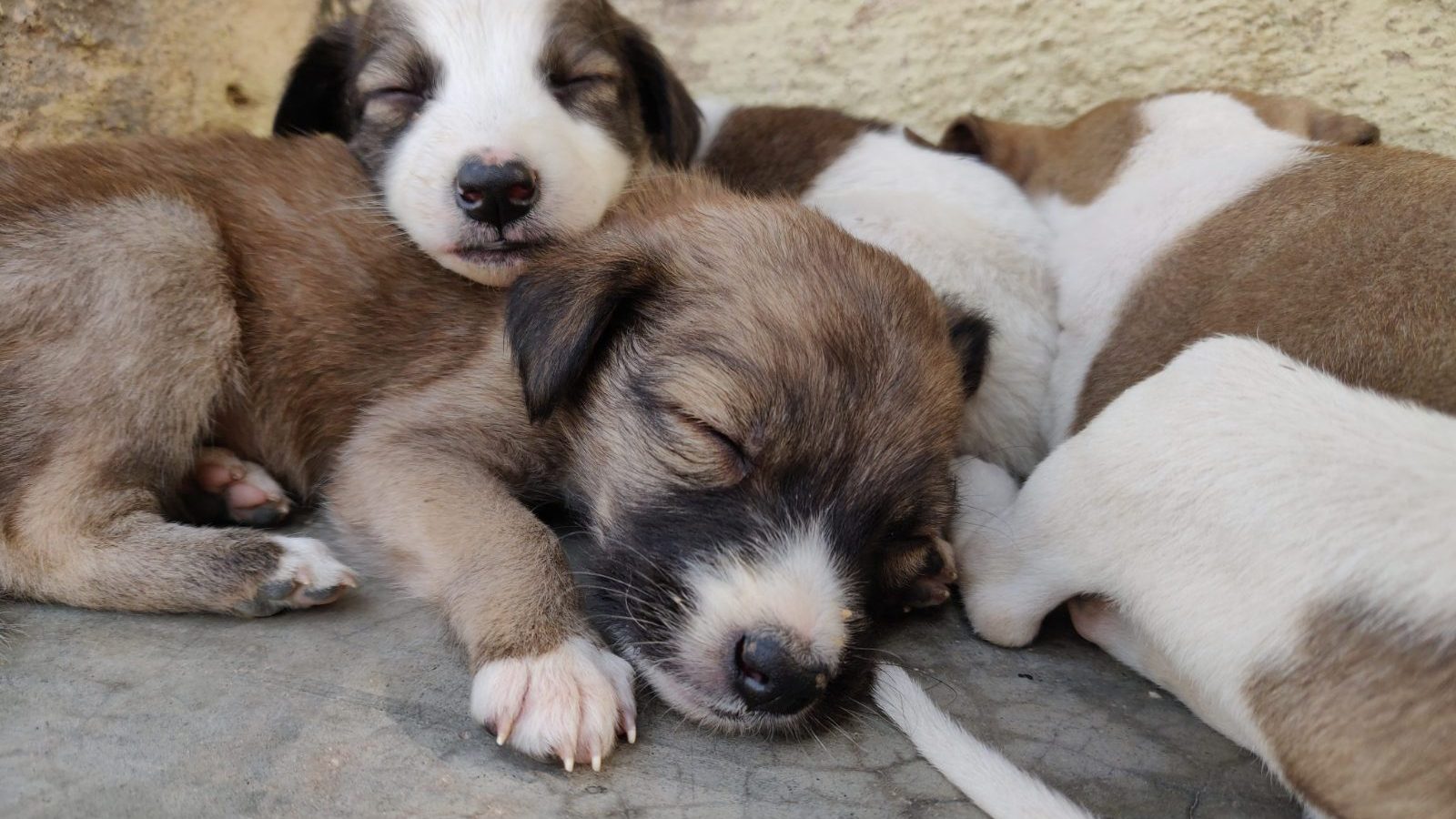 Your puppy’s first week at home: a day-by-day plan