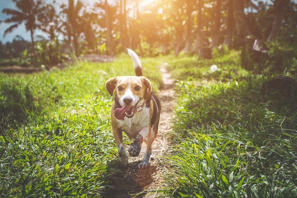 How to remove a tick from a dog or cat