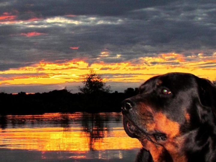 Rottweiler
