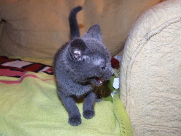 Russian Blue