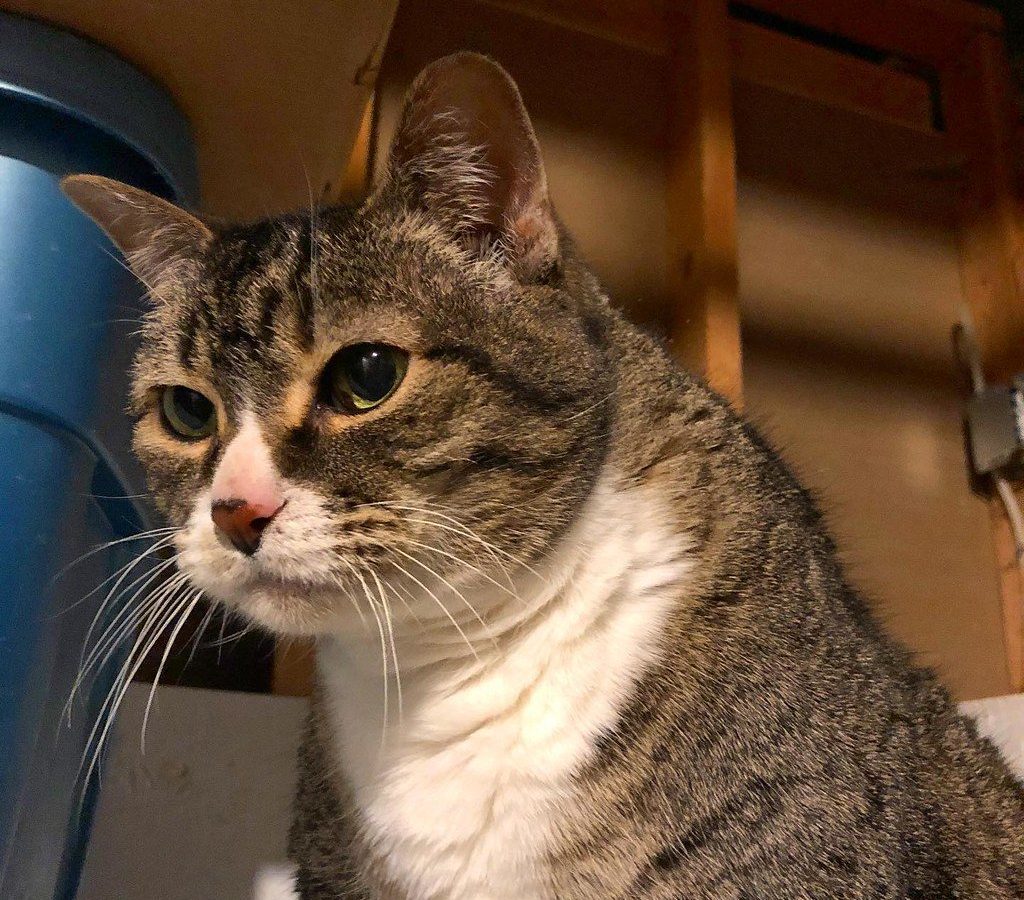 Caring for an older cat