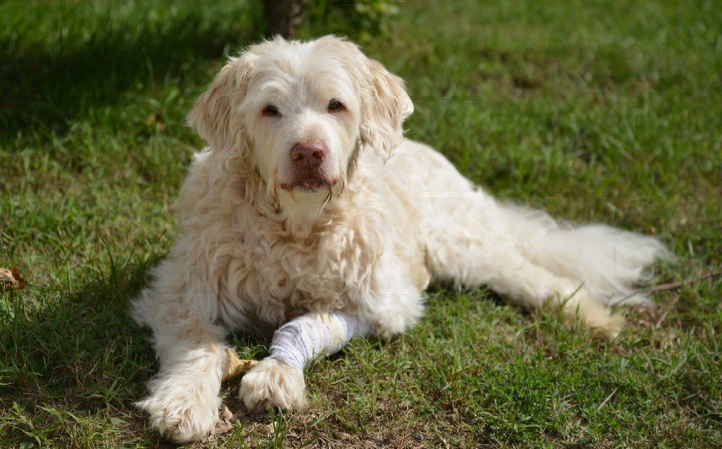 Caring for a senior dog: what changes and what helps
