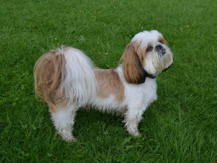 Shih Tzu