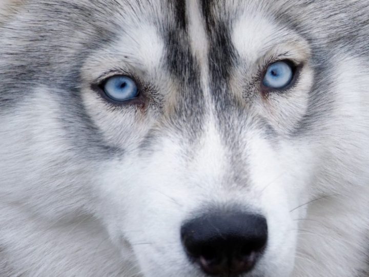 Siberian Husky