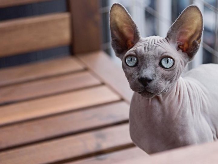 Sphynx