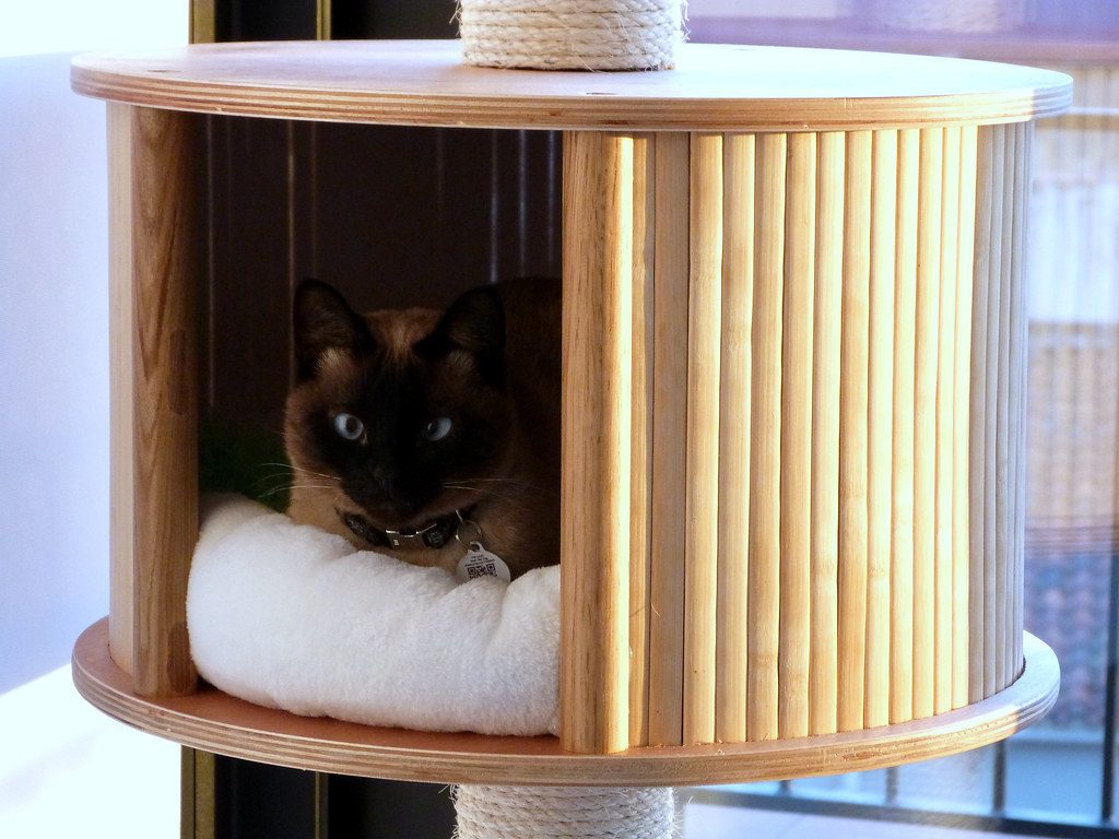 How to stop your cat scratching the furniture