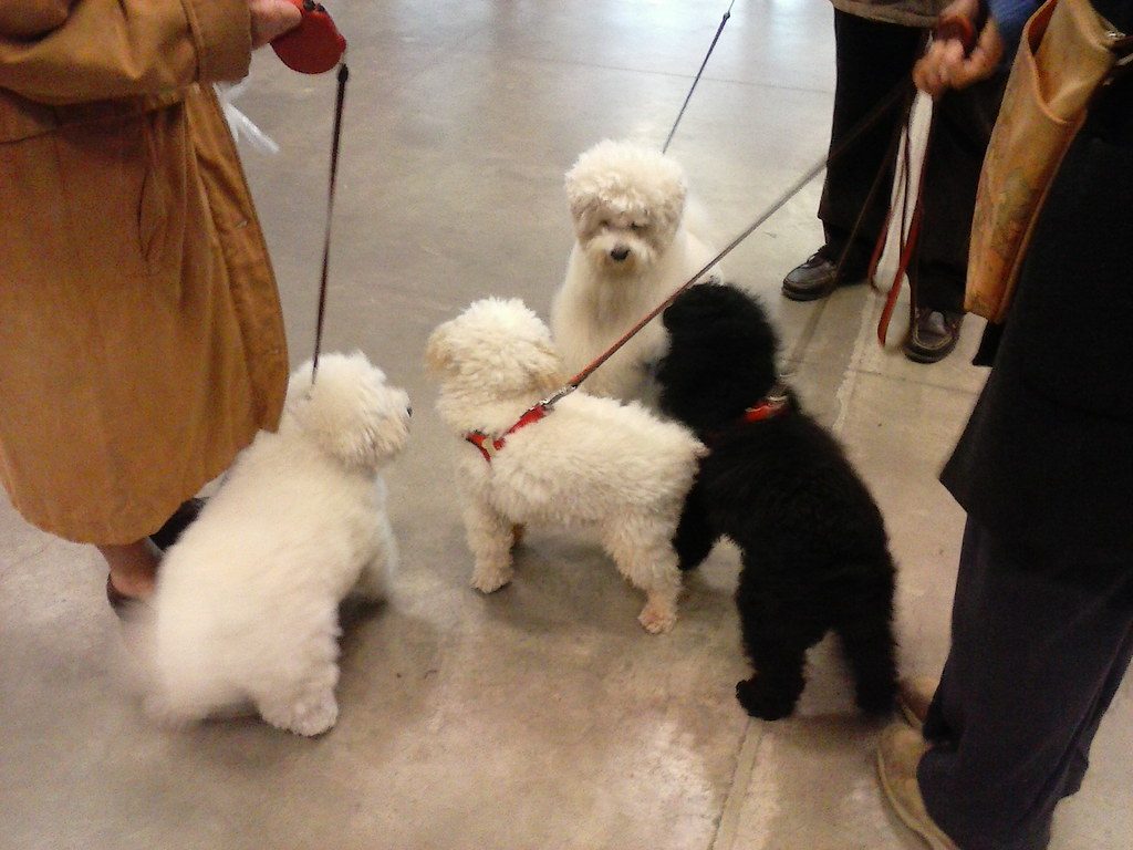 Loose-lead walking: how to stop your dog pulling