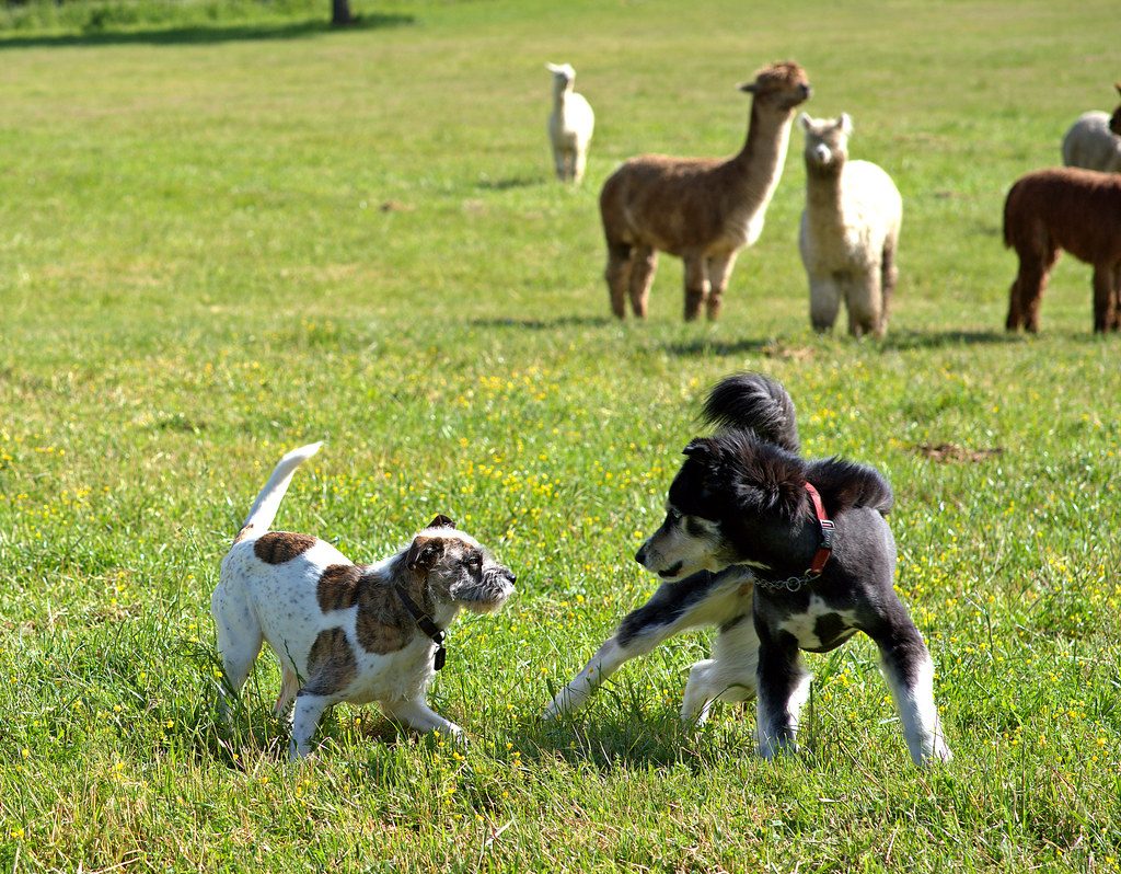 How to stop a puppy biting: a calm, week-by-week approach