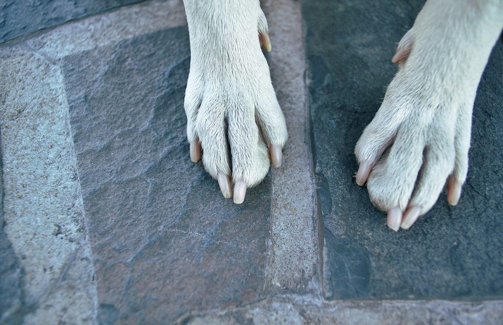 How to trim your dog’s nails without a fight
