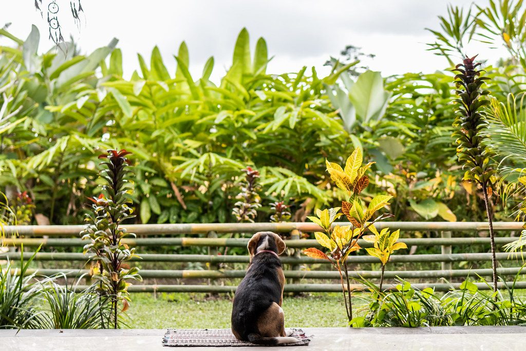 Worming dogs and cats: how often, and why