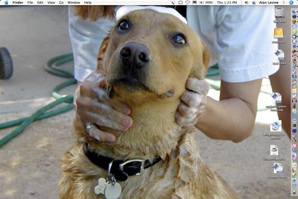 How to bathe a dog (and how often)
