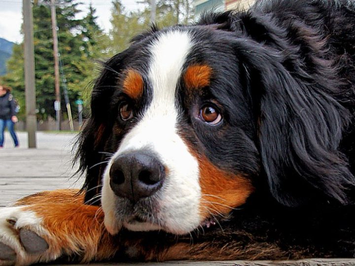 Bernese Mountain Dog
