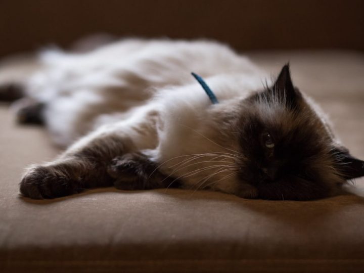 Birman