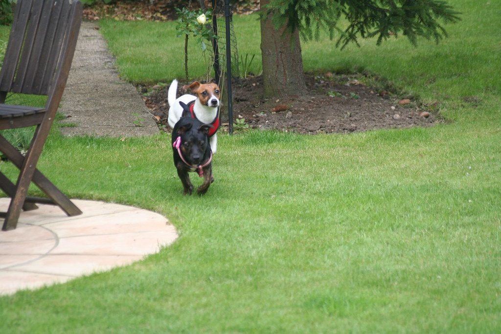 Dog-proofing your garden: a safety checklist